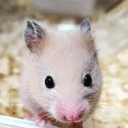 よんの画像
