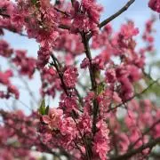 Flowerの画像