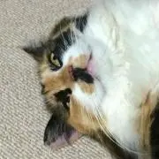 うめぼしまんとまんの画像