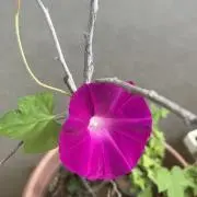 グリーン増やし中の画像