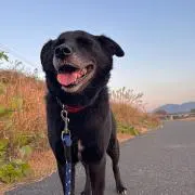あぺの画像