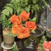 せーこう