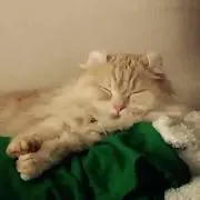 ゆぅ