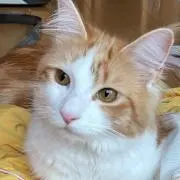 きなこもち