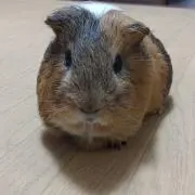 くじゃくの画像
