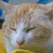 あかずきん♪
