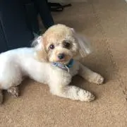 KOMUの画像