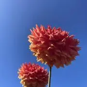ショコラの画像