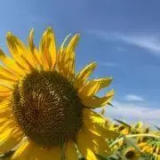 あっちの画像