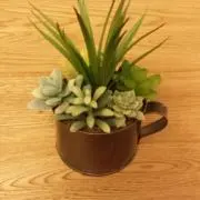のんのんの画像