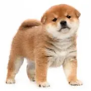 しばさんの画像