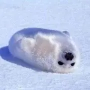 週末限定価格の画像