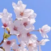 sama syuunの画像