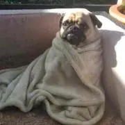 つぼの画像