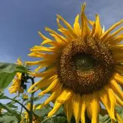 Flowerの画像