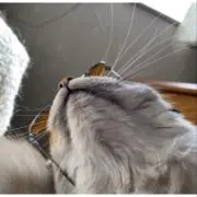 Shiの画像
