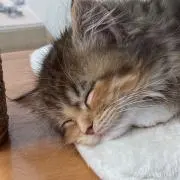 トチローの画像