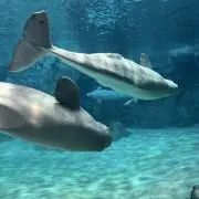 あそたくんの画像