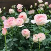 パリジェンヌ♡の画像
