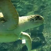 ココアの画像