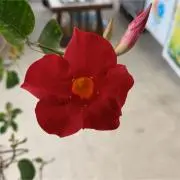 ハナ