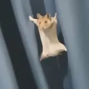 れんとの画像