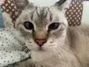 ぽてとの画像