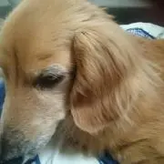 よっちゃん