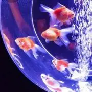 コハクの画像