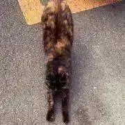 こねちゃん　再開の画像