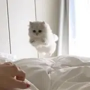 ♡の画像