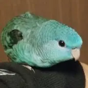 まるちゃんの画像