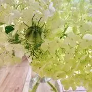 pippi .・の画像