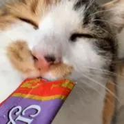 Oreoの画像
