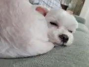 パプリカ