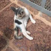 ぴろぴろ