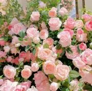 ♥ crystal ♥の画像