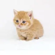 KT【24時間以内発送‼️】の画像