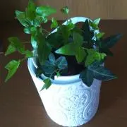 フラワー