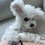 のんの画像