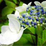 laru 即購入はお断りしますの画像