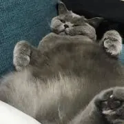 ねここの画像
