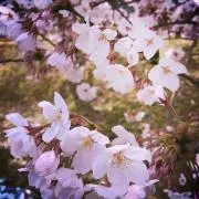 Wanipocoの画像