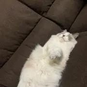 くまぐま