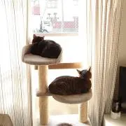 にとろ（プロフ必読お願いします）