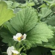 みーたん