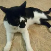 ジジの画像