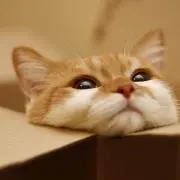 サッシー