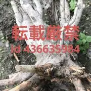 tetsu （プロフ参照本人確認済）
