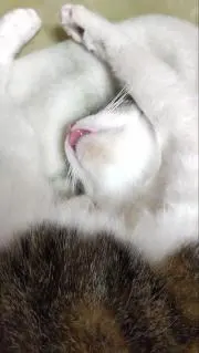 よちこ